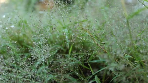 緑の草の露滴ドリー - 映像、動画