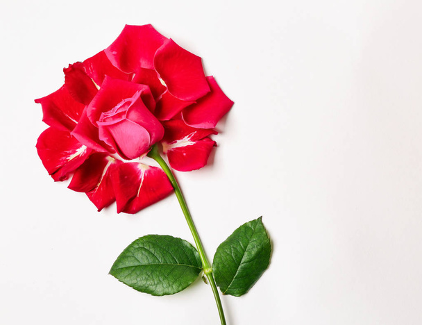 Mooi rose met bloemblaadjes op witte achtergrond - Foto, afbeelding
