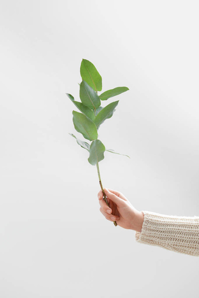 Woman holding eucalyptus branch on white background - Foto, afbeelding