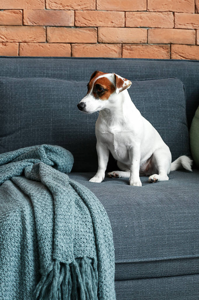 Cute Jack Russell terrier on sofa at home - Zdjęcie, obraz