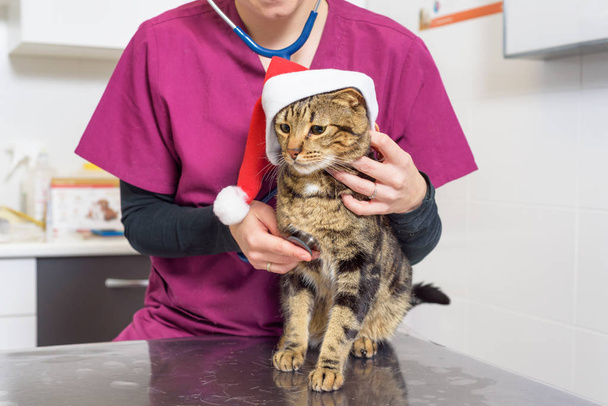 Médico veterinario examinando un lindo gato con sombrero de Santa Claus
 - Foto, Imagen