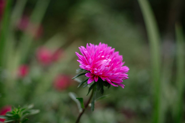 Красива рожева квітка в саду
. - Фото, зображення