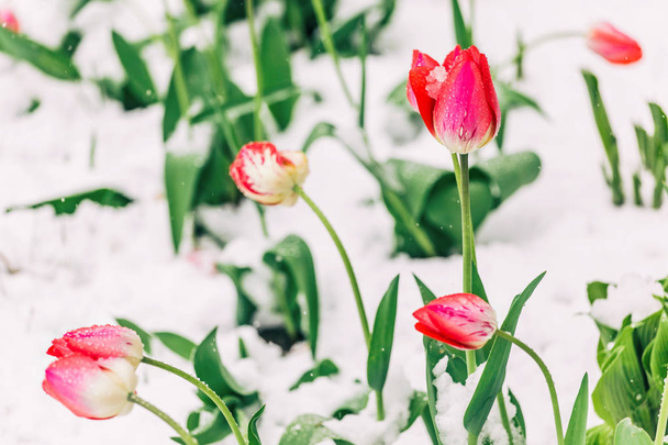 Flor tulipanes sobre el fondo de la naturaleza. Hermosa escena natural con árboles florecientes, sol y nieve. Día soleado de Pascua. Flores de primavera. Primavera. Enfoque selectivo
 - Foto, imagen