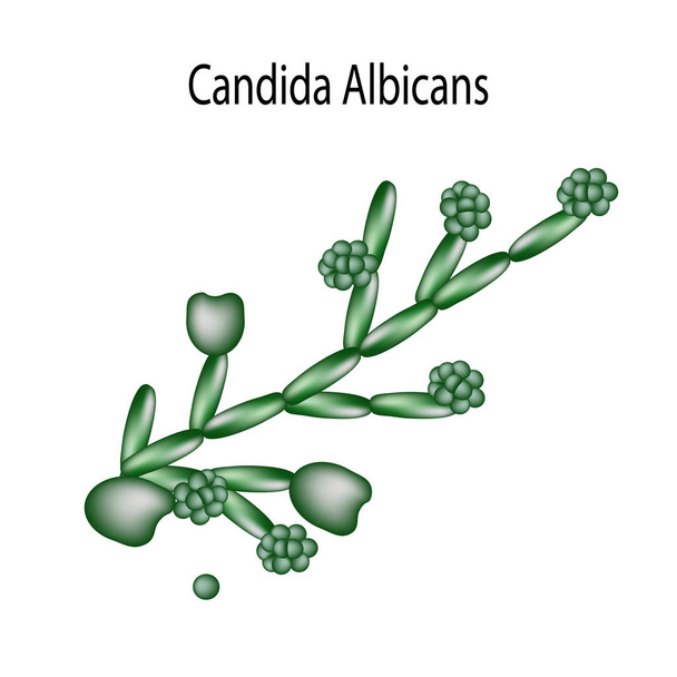 Structuur van de Candida. Infographics. Vectorillustratie op geïsoleerde achtergrond - Vector, afbeelding