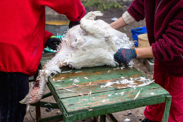 El proceso de remover plumas de un pavo muerto. Masacre y desplumamiento de un pavo
 - Foto, imagen