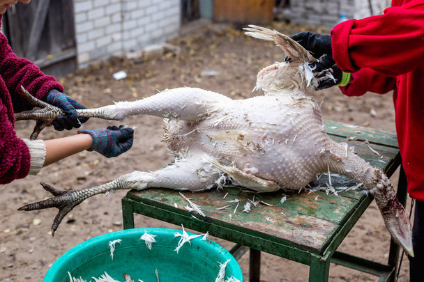 El proceso de remover plumas de un pavo muerto. Masacre y desplumamiento de un pavo
 - Foto, Imagen