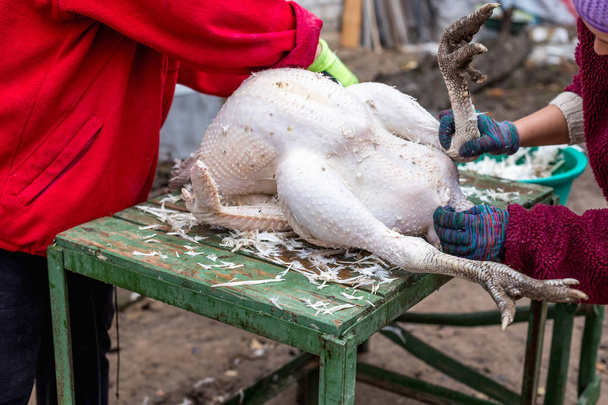 死んだトルコから羽を除去するプロセス。虐殺と七面鳥を摘採 - 写真・画像