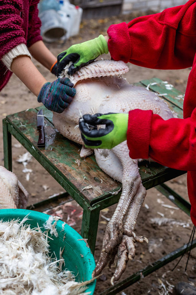 The process of removing feathers from a dead turkey. Slaughter and plucking a turkey - Photo, Image