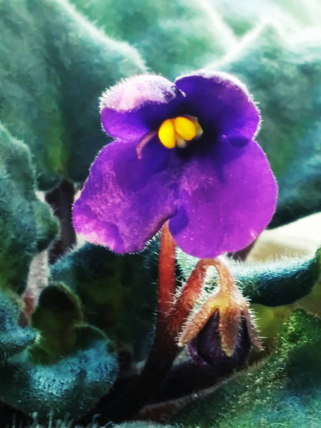 Purple violet macro image - Photo, Image