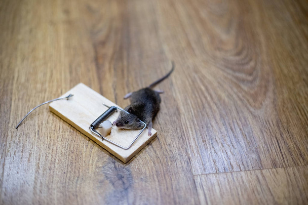 Kuollut hiiri hiirenloukussa lattialla
 - Valokuva, kuva