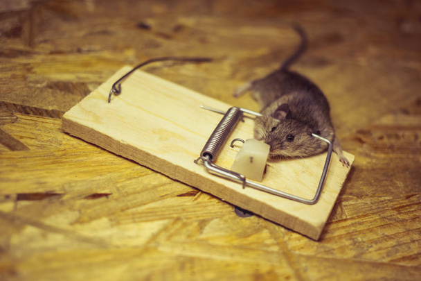 Topo morto in una trappola per topi sul pavimento
 - Foto, immagini