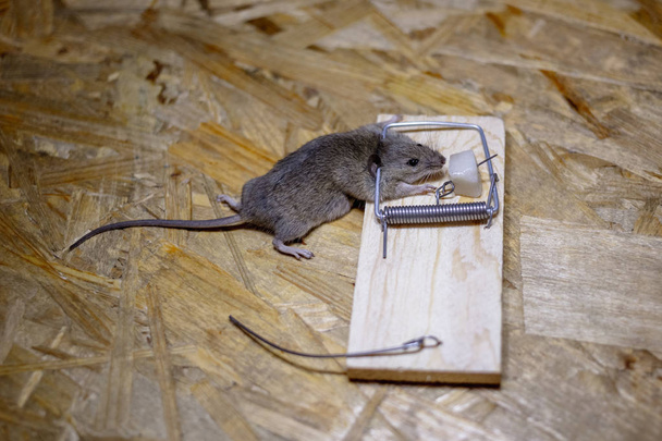 床にネズミ捕りにネズミの死骸 - 写真・画像