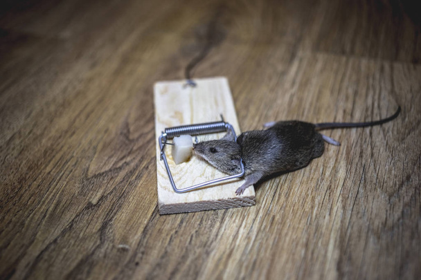 Νεκρό ποντίκι σε μια ποντικοπαγίδα στο πάτωμα - Φωτογραφία, εικόνα