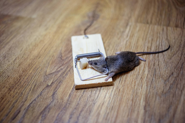 Dead mouse in a mousetrap on the floor - Photo, Image