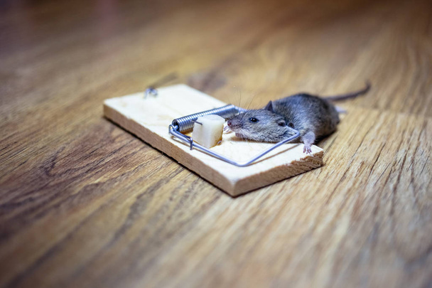 Νεκρό ποντίκι σε μια ποντικοπαγίδα στο πάτωμα - Φωτογραφία, εικόνα