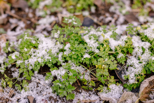 grüne Petersilie im Garten ist mit Schnee bedeckt - Foto, Bild