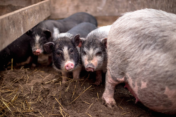 Small Vietnamese pigs on the farm. - Zdjęcie, obraz