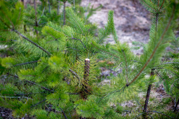 Stump of young fir in the forest - Photo, Image