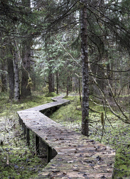 Vino puinen kävelytie sademetsän läpi Kaakkois-Alaskassa
. - Valokuva, kuva