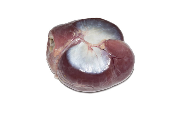 vnitřních orgánů kuřecí žaludek izolovaných na bílém pozadí pro návrh - Fotografie, Obrázek