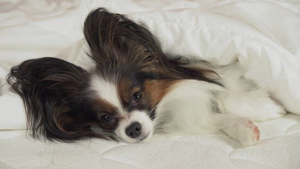 Beautiful dog Papillon lies under blanket on the bed and looks around - Foto, Imagen