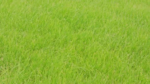 Zielona trawa w tle - Materiał filmowy, wideo
