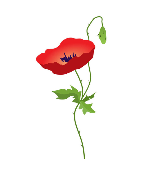 Red Poppy flower isolated on white background, vector illustration. - Vector, Image