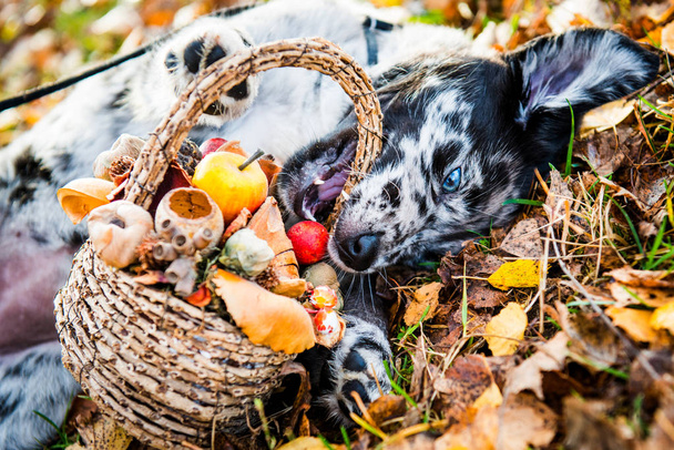смешной щенок Лабрадор щенок с разного цвета глазами на осеннем фоне с корзиной
 - Фото, изображение
