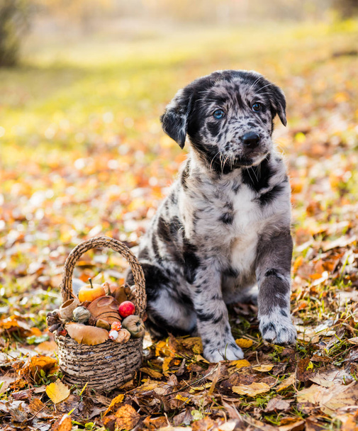 Funny pes Labrador Štěně s jinou barvou očí podzimní pozadí s košíkem - Fotografie, Obrázek