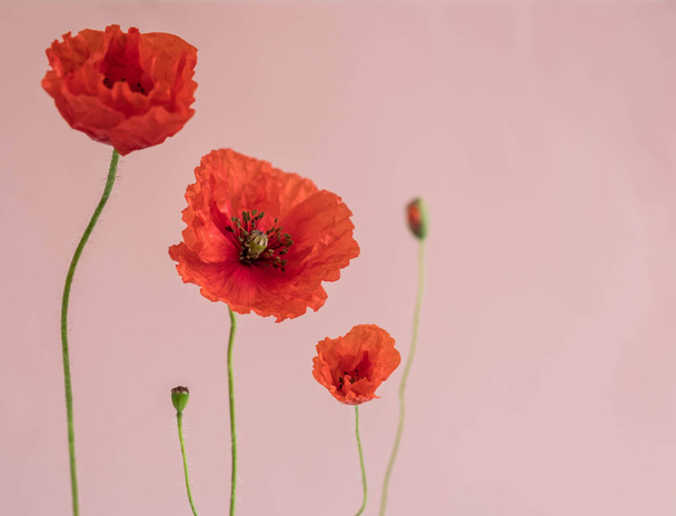 Beautiful red poppies with its buds on pink background - Foto, Imagen