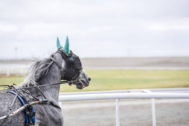Серый конь с повязкой на глазах
 - Фото, изображение