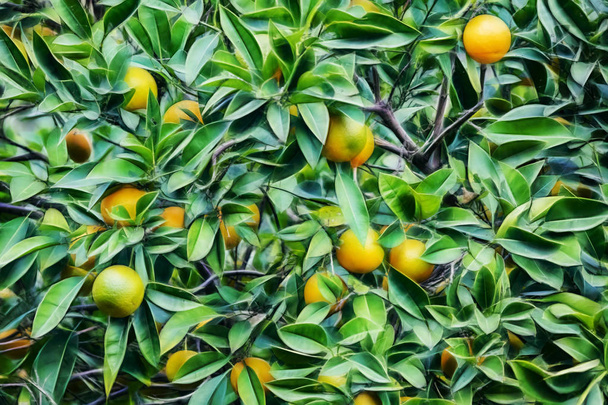 oranger et oranges aux feuilles vertes dans la nature
 - Photo, image