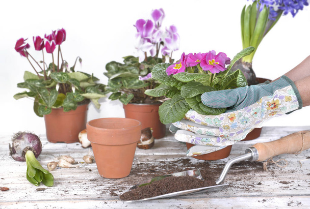 pot de fleurs printanier tenu par les mains du jardinier au-dessus d'une table de jardin
 - Photo, image