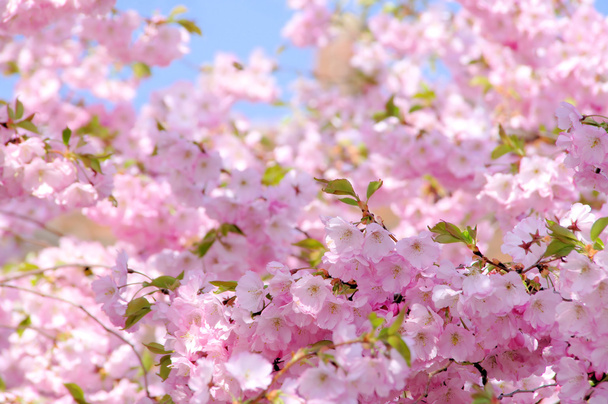 Flor de cerezo - Foto, imagen