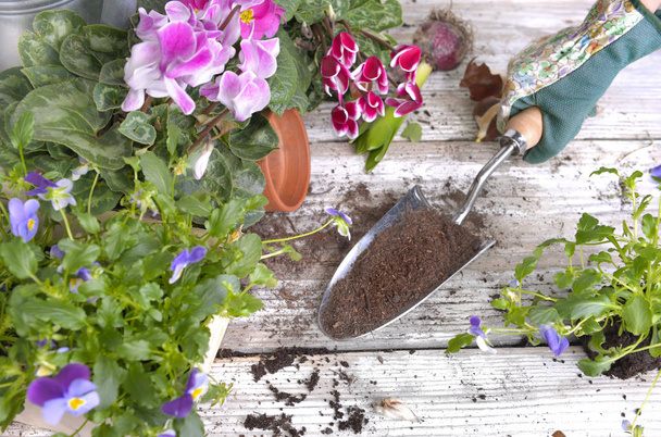 Schaufel gefüllt mit Erde, gehalten von den Händen des Gärtners über einem Gartentisch mit Blumen  - Foto, Bild