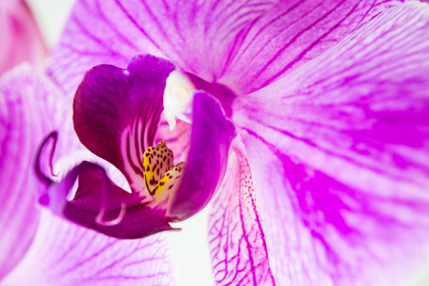 Lähikuva orkidea valkoisella taustalla
 - Valokuva, kuva