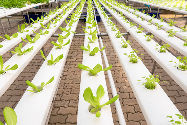 Bodenloser Anbau von grünem Gemüse im Gewächshaus - Foto, Bild