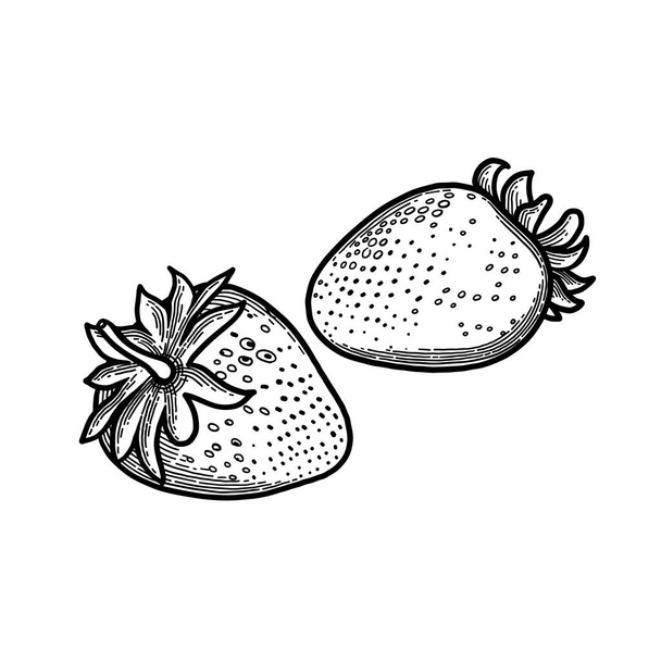 Kaksi graafista mansikkaa. Vektori kasvitieteellinen kuva eristetty valkoisella taustalla
 - Vektori, kuva