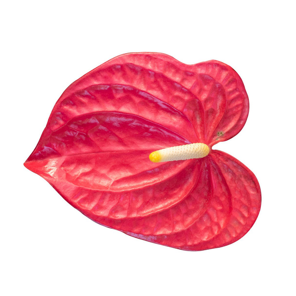 Pigtail Anthurium, Flamingo flower isolated on white background with clipping path - Photo, Image