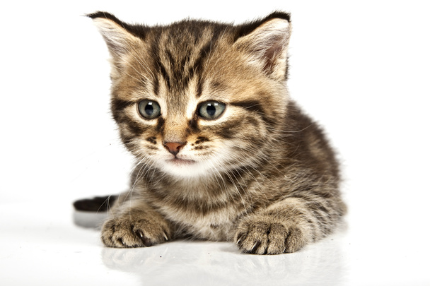 Kedi - Fotoğraf, Görsel