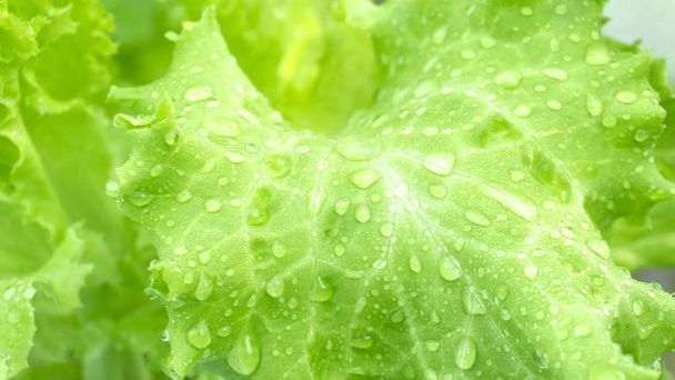 Celery fresh dew on the leaves in the morning green vegetables hydroponics ,close up - Fotó, kép