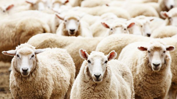 Стадо овец
 - Фото, изображение