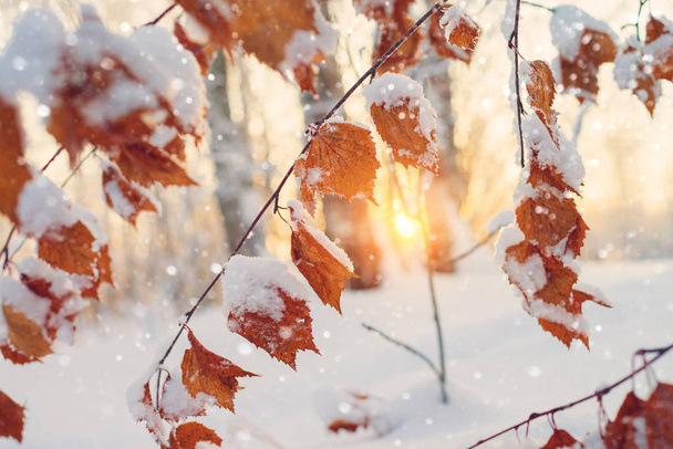 Winter scene in the forest. Branch of birch with yellow leaves covered with snow - Foto, imagen