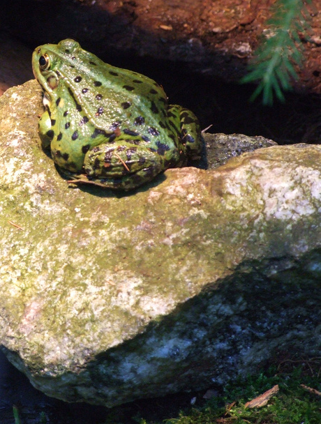 Wild frog 01 - Photo, Image