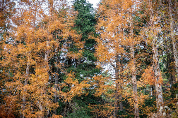 Árboles de pino cambiando de color de verde a naranja durante el otoño dentro del Monte Rokko de Kobe, Hyogo, Kansai, Japón. - Foto, imagen