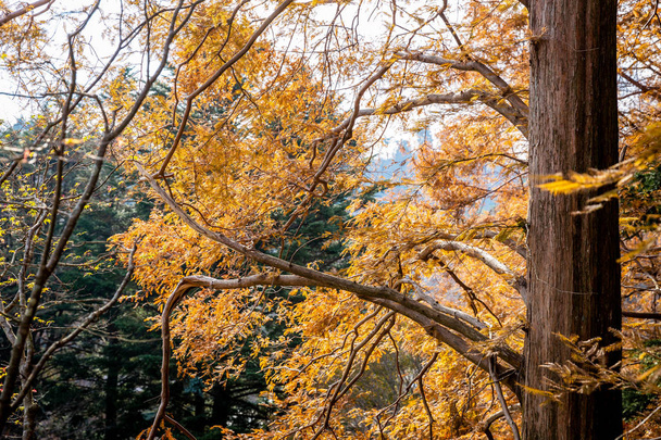 Trees changing color from green to orange during autumn inside Mount Rokko of Kobe, Hyogo, Kansai, Japan. - Photo, Image
