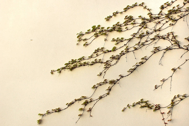 Ivy wijnstokken klampt zich vast aan een muur - Foto, afbeelding