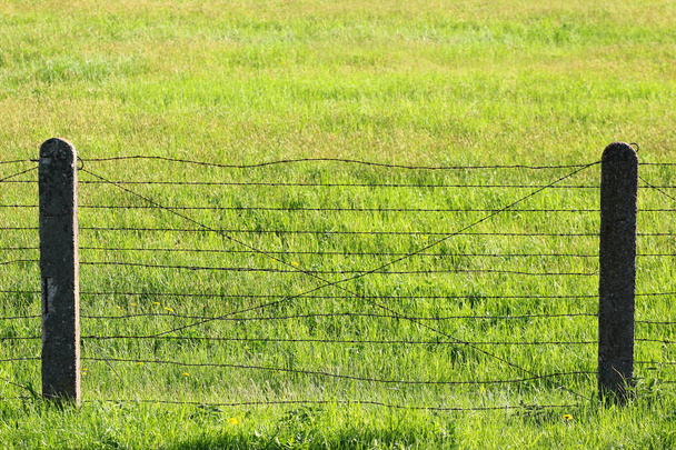 Piikkilanka-aita vihreällä ruoholla
 - Valokuva, kuva