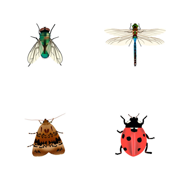 Wasp, uğur böceği, güve ve diğer simgeler web mobil app logo tasarımı için hata gerçekçi simgeler kümesi. - Vektör, Görsel