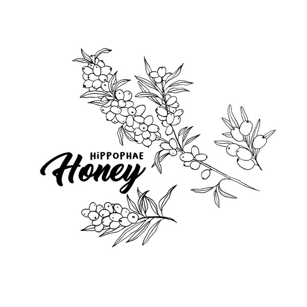 ramas de cerezo marino dibujadas a mano y letrero de miel de hipofa en blanco. ilustración vectorial
 - Vector, imagen